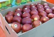 Import jabłek do UE wzrośnie o 42 proc. Dane USDA