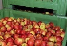 Białoruś z zakazem eksportu jabłek i gruszek do Rosji