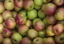 We Włoszech więcej jabłek niż zwykle trafiło do przetwórstwa