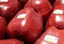 Koronawirus we Włoszech – czy zaburzy handel jabłkami?