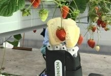 Robot zbiera truskawki. Wynalazek Belgów