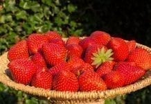 Grupa Truskawkowa – podsumowania i plany