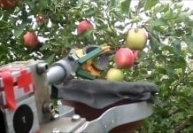 Izrael: Powstaje robot do zbioru jabłek