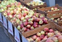 20 marca. Jakie ceny jabłek na rynkach hurtowych
