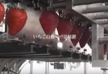 Sortowanie truskawek. Japońska technologia
