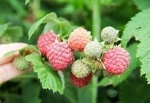 Agro Smart Lab komunikat jagodowy tydzień 31 (29.07-04.08)