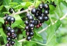 Czarna porzeczka – plantatorzy obawiają się niskich plonów, czy będą rekordowe ceny skupu?