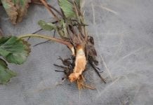 Pierwsze sygnały o uszkodzeniach mrozowych na plantacjach truskawki