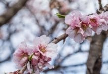 Duże straty mrozowe w sadach hiszpańskiej Walencji
