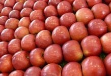 WAPA: Mniejsze zbiory jabłek na Południowej Półkuli