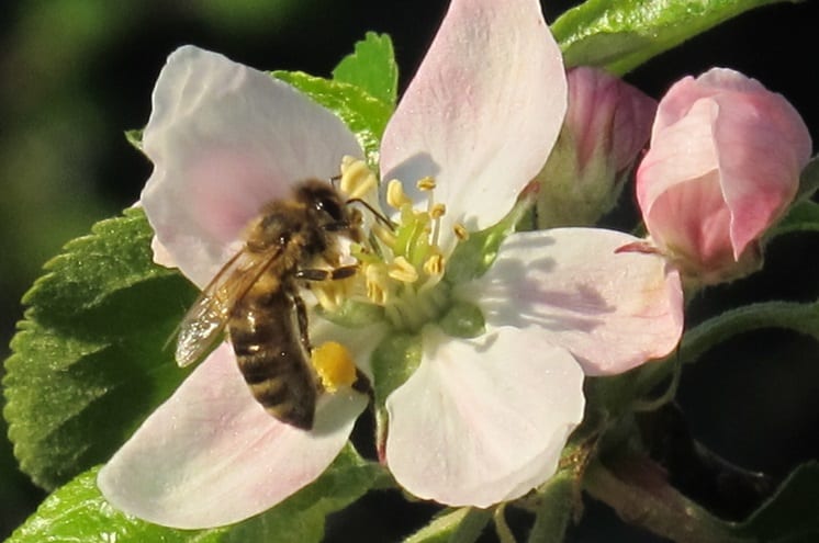 UE zakaże stosowania trzech neonikotynoidów szkodliwych dla pszczół