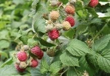 15 euro/kg. Opłaca się uprawiać maliny