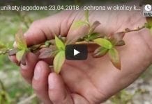 Komunikat jagodowy 23.04.2018 – ochrona w okolicy kwitnienia
