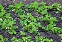 Bułgarscy plantatorzy bez wody