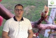 Komunikat sadowniczy PROCAM z 10.04.2018