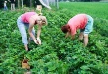 Pracownicy sezonowi: rolnicy pytają, ekspert odpowiada