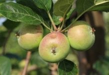 Jak sprzedać pogradowe jabłka