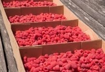Kontrole w skupach owoców miękkich: ceny dopiero w aneksach do umów