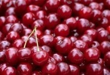 Zbliża się zbiór pierwszych tureckich wiśni