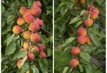 Lisa i Mia – dwie nowe odmiany moreli ze Szwajcarii