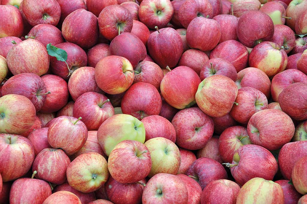 Jabłka dobrze odżywione wapniem mają z reguły większą jędrność w czasie przechowywania i jednocześnie wydzielają mniej etylenu – wolniej dojrzewają i żółkną