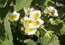 Rosyjskie drony – polinatory dla truskawek