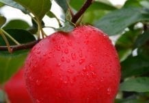 Będzie nowy standard letniego jabłka?