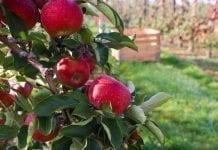 WAPA: prognozy zbiorów europejskich jabłek i gruszek nieznacznie w dół