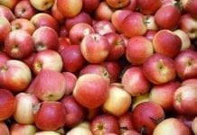 Wańka wstańka – czyli wraca białoruski eksport jabłek do Rosji