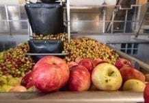 Jabłka przemysłowe w Rosji coraz tańsze