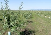 Orzechy – twarda waluta dla Gruzji