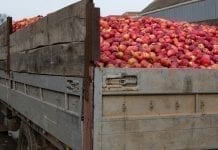 Przeładowane ciężarówki z jabłkami; GITD nakłada kary