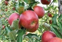 Rola etylenu i 1-MCP w pozbiorczym dojrzewaniu jabłek