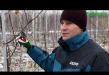 Pokaz zimowego cięcia jabłoni – Robert Binkiewicz – Agrosimex