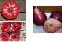 Włoskie nowości badawcze o czerwonych gruszkach, jabłkach i brzoskwiniach
