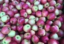 Ceny jabłek – raport z rynków hurtowych – 11 luty 2019