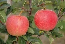 Pierwsze, niewielkie wzrosty cen jabłek deserowych