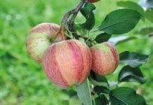 Nowe odmiany jabłoni czy kolorowe mutanty?