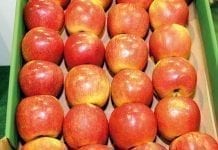 Ceny skupu jabłek deserowych zamrożone