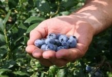 Kto w Polsce zarabia na imporcie ukraińskich owoców jagodowych?  Lekcja marketingu w sadownictwie.