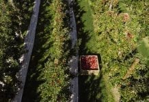 Obszar nasadzeń jabłoni w Nowej Zelandii stale się powiększa