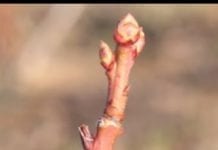 Komunikat jagodowy z dnia 15.03.2019 – początek wegetacji – Agrosimex