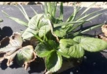 Komunikat jagodowy Agrosimex z dnia 3.04.2019 – zalecenia wiosenne w truskawce