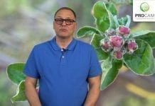 Komunikat sadowniczy PROCAM z 9.04.2019.
