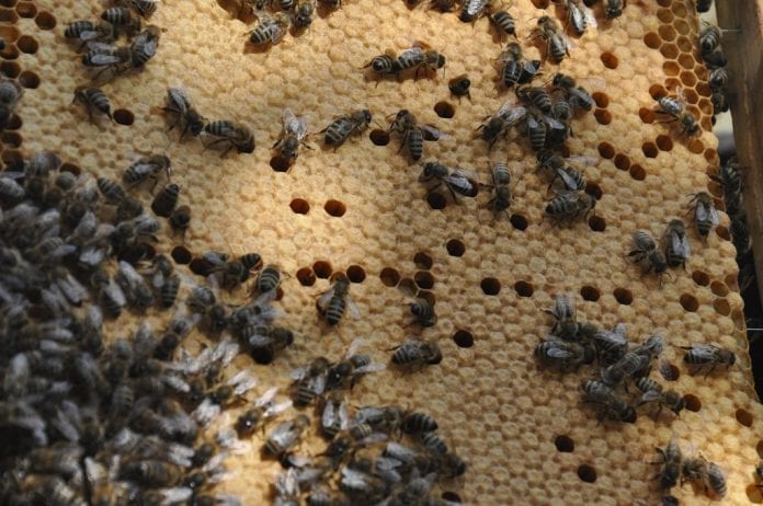 Pszczoły na plastrze