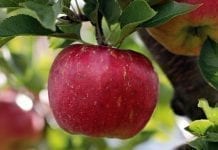 Podaż jabłek ekologicznych w UE niższa niż oczekiwano