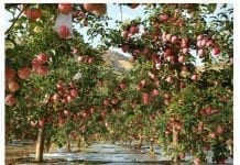 Ile będzie jabłek w Chinach i co nam do tego?