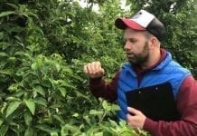 Komunikat Sadowniczy Bayer z dnia 24.05.2019