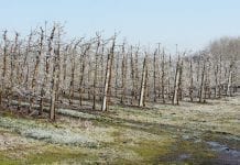 Ukraina: nie tylko przymrozki
