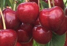 Czy niedobory czereśni i wiśni wpłyną na handel jabłkami